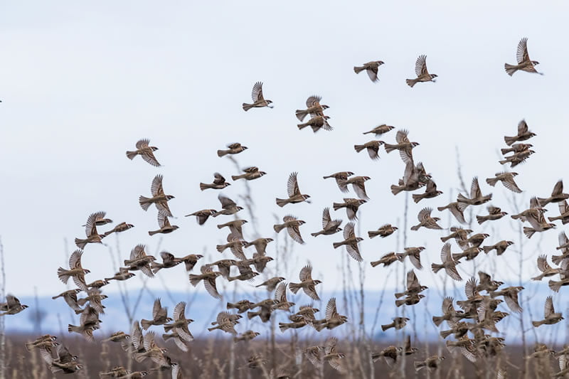 Control de aves