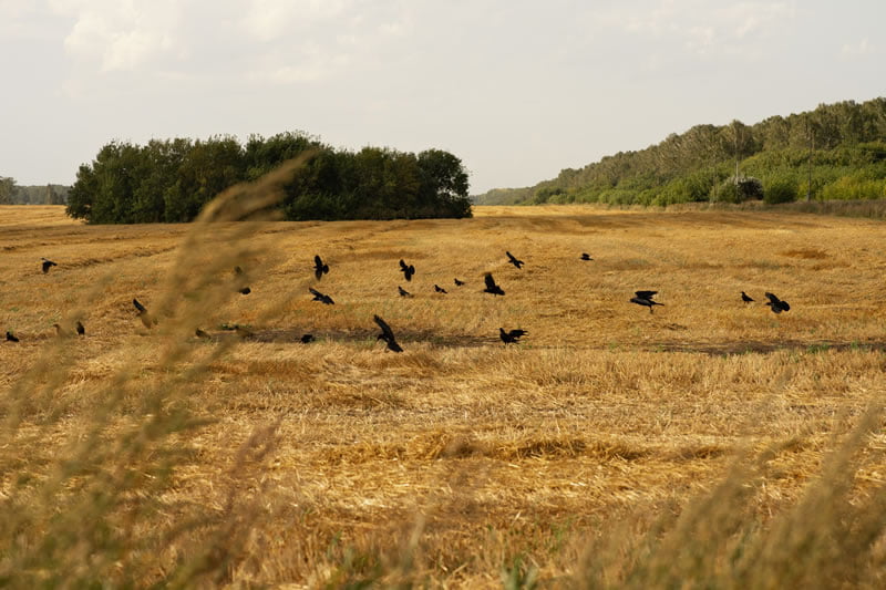 Tecnología láser para disuadir aves